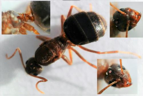 Nylanderia jaegerskioeldi